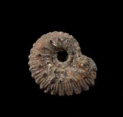 Kosmoceras ammonite | Buried Treasure Fossils