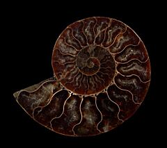 Cleoniceras ammonite | Buried Treasure Fossils