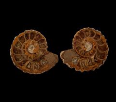 Sliced Douvilleiceras ammonite for sale | Buried Treasure Fossils