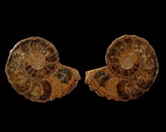 Douvilleiceras ammonite pair | Buried Treasure Fossils