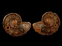 Madagascar ammonite pair | Buried Treasure Fossils