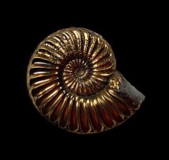 Extra large Pleuroceras solare ammonite for sale | Buried Treasure Fossils