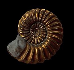 Extra large German  ammonite for sale | Buried Treasure Fossils