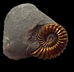 Pleuroceras ammonite for sale | Buried Treasure Fossils