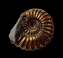 Pleuroceras solare ammonite | Buried Treasure Fossils