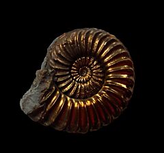 German pyrite ammonite for sale | Buried Treasure Fossils