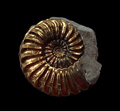 Pleuroceras pyrite ammonite for sale | Buried Treasure Fossils