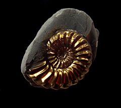 German Pleuroceras ammonite for sale | Buried Treasure Fossils