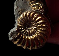 Pleuroceras ammonite for sale | Buried Treasure Fossils