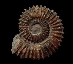 Aegocrioceras ammonites | Buried Treasure Fossils