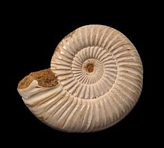 Cranaosphinctes for sale | Buried Treasure Fossils