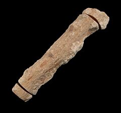 Araucaria fossil wood for sale | Buried Treasure Fossils