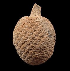 Araucaria mirabilis
