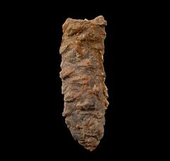 Large Pararaucaria fossil pine cone for sale | Buried Treasure Fossils