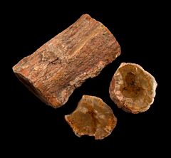 Araucaria pine cone limb section for sale | Buried Treasure Fossils