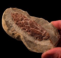German Fossil Pine Cone for sale| Buried Treasure Fossils