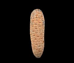 Extra large Moroccan pine cone for sale | Buried Treasure Fossils