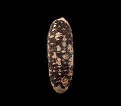 Moroccan Dicotaledon for sale | Buried Treasure Fossils
