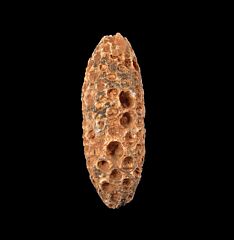 New Moroccan pine cone for sale | Buried Treasure Fossils