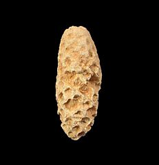 New Moroccan fossil fruit for sale | Buried Treasure Fossils
