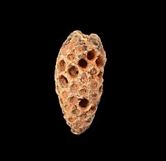 New Dicotaledon species