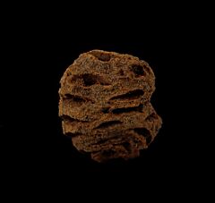 Metasequoia dakotensis cone for sale | Buried Treasure Fossils