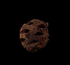 Hell Creek Metasequoia pine cone for sale | Buried Treasure Fossils