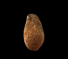 Hell Creek Spinifructus antiquus for sale | Buried Treasure Fossils