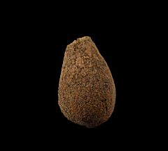 Hell Creek Spinifructus antiquus for sale | Buried Treasure Fossils