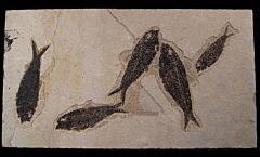 Rare fish mortality plate including four Knightia fish | Buried Treasure Fossils
