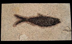 Large Knightia fossil fish for sale | Buried Treasure Fossils