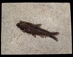 Wyoming Fossil fish for sale - Knightia – cheap | Buried Treasure Fossils