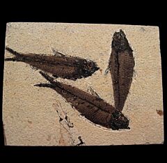 Knightia eocaena - a Herring-like fish for sale | Buried Treasure Fossils