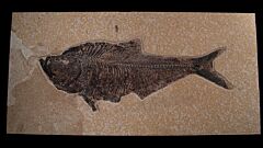 Top quality Fossil fish for sale - Diplomystus dentatus | Buried Treasure Fossils
