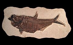Large Diplomystus fish for sale | Buried Treasure Fossils