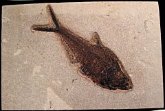 Top quality Diplomystus Fossil fish for sale | Buried Treasure Fossils