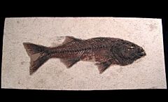 Mioplosus labracoides fossil fish for sale | Buried Treasure Fossils