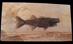 Mioplosus labracoides for sale | Buried Treasure Fossils