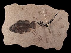 Cockereillites Fossil fish with clock for sale | Buried Treasure Fossils
