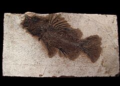 Priscacara serrata  fish for sale | Buried Treasure Fossils