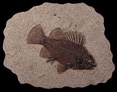 Priscacara Fossil fish for sale | Buried Treasure Fossils