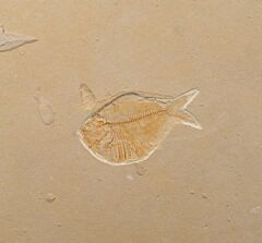 Satericthys sp. 