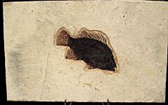 Priscacara fish for sale | Buried Treasure Fossils