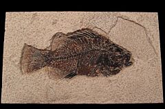 Green River Fm. fossil fish for sale | Buried Treasure Fossils