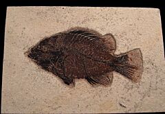 Green River Fm. Cockereillites fish for sale | Buried Treasure Fossils