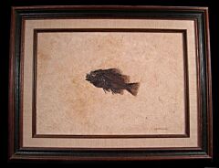 Priscacara Fossil fish frame for sale | Buried Treasure Fossils