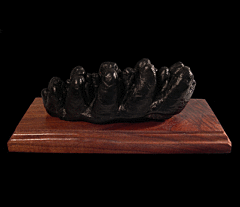 Gomphotherium tooth | Buried Treasure Fossils