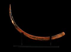 Woolly Mammoth Tusk for sale | Buried Treasure Fossils