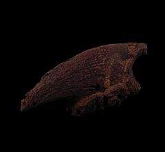 Paramylodon sloth claw for sale | Buried Treasure Fossils