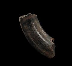 Paramylodon sloth tooth for sale | Buried Treasure Fossils